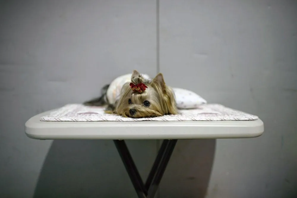 A Dog Show in Seoul