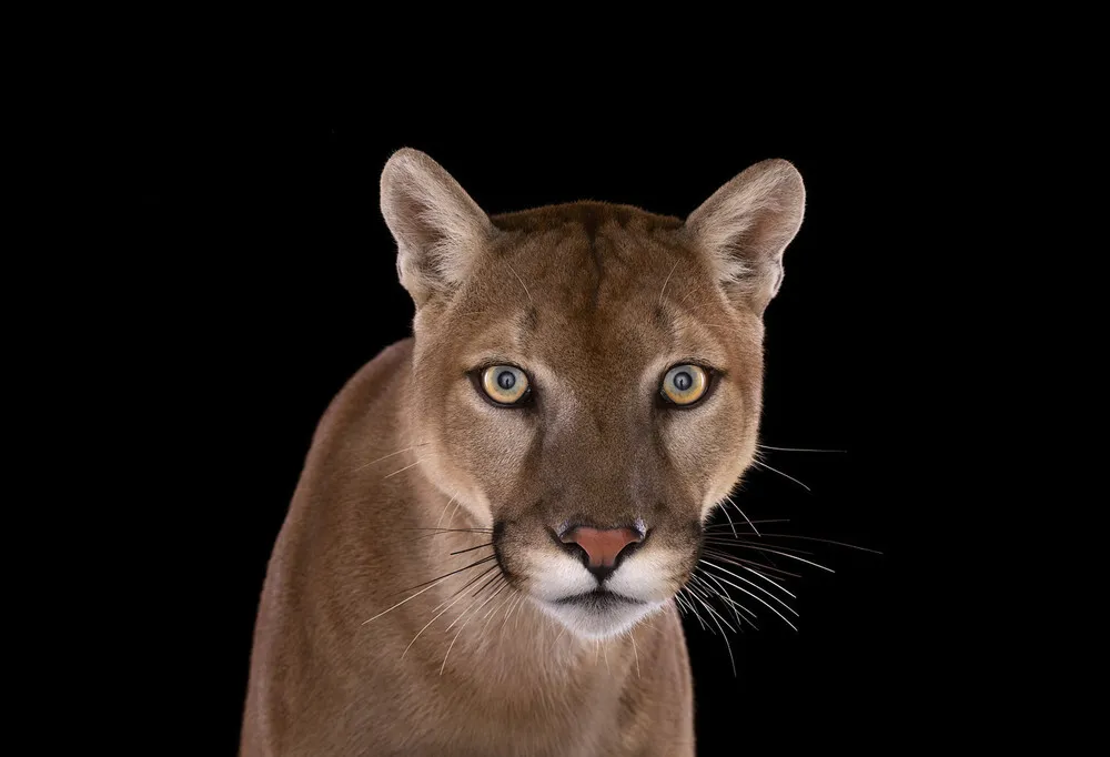 Stunning Portraits of Wild Animals by Brad Wilson