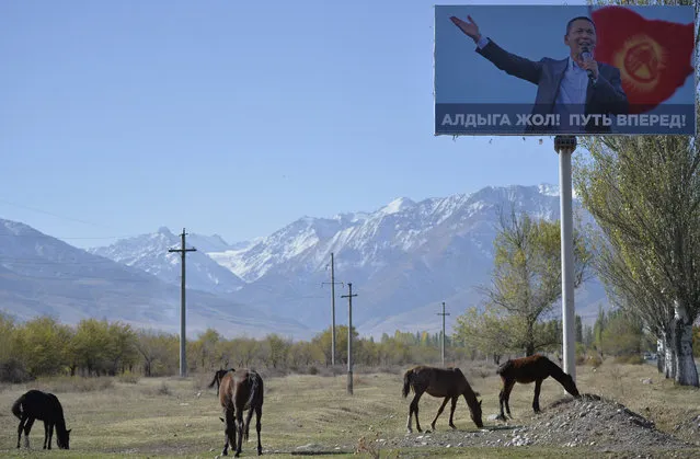 Horses graze in a field next to an election campaign billboard of Kyrgyz opposition MP and presidential candidate Omurbek Babanov in the village of Baytik, 20 km of Bishkek, on October 12, 2017. Kyrgyzs will go to the polls for the presidential election on October 15, 2017. (Photo by Vyacheslav Oseledko/AFP Photo)