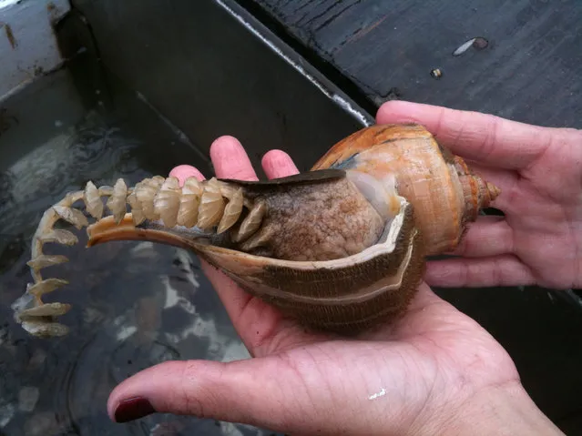 Channeled Whelk with Egg Cases, 2009. “So in this case we know this is a female whelk and each egg case will have up to 100 eggs in it. The average number of eggs per case is much lower though at around 40 according to one NOAA report. Some strings can have up to 120 cases or more cases Most strings will have around 100 cases, but strings with 160 cases have been found as well. This lady whelk was promptly returned to the sea to complete her egg laying mission”. – Eric Heupel. (Photo by Eric Heupel)