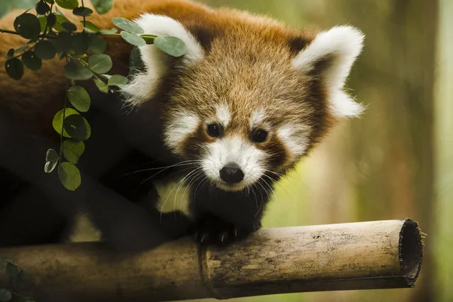 One of two young red panda cubs born at the Philadelphia Zoo makes its debut, in Philadelphia, Thursday, October 26, 2017. Red pandas are considered endangered in the wild and are native to the mountains of central China, Nepal and northern Myanmar. (Photo by Matt Rourke/AP Photo)