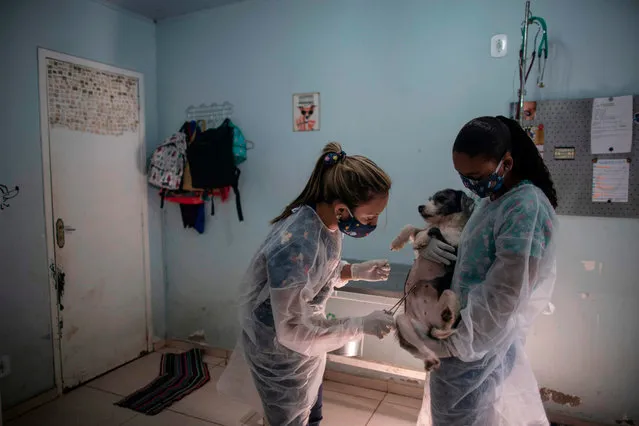 Veterinarians check a dog before its is taken to its new home at the Public Animal Shelter of the Guaratiba neighborhood, in Rio de Janeiro, Brazil, on May 28, 2020, during the coronavirus pandemic. Rio de Janeiro's Public Animal Shelter launched the program “Pet Delivery” to facilitate the adoption of pets during the coronavirus pandemic amid the stay-at-home order in the city of Rio de Janeiro to attend a rising search of pets. People searching a new friend can easily check pets' profiles through social-media webpages of the shelter and have the animal delivered to their home for free. (Photo by Mauro Pimentel/AFP Photo)
