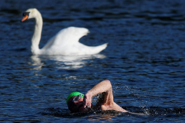 A swimmer swims by a swan in The Serpentine in Hyde Park after it was officially reopened, following the outbreak of the coronavirus disease (COVID-19), London, Britain, May 18, 2020. (Photo by Toby Melville/Reuters)