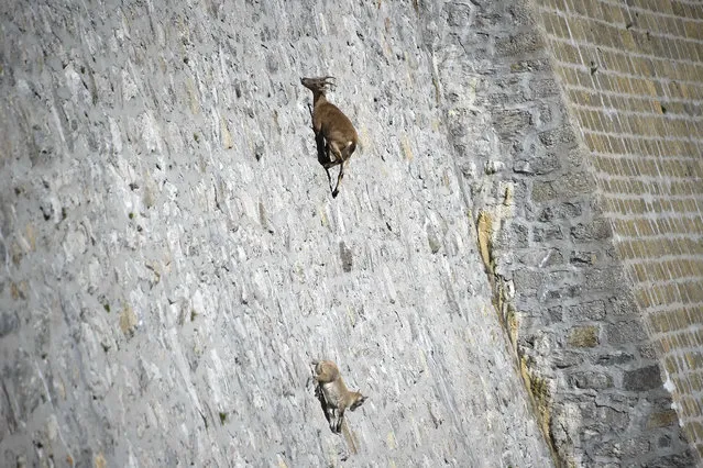 A female Alpine Ibex, a species of wild goat that lives in the mountains of the European Alps, licks stones on a vertical dam (up to 80°) at the lake Cingino, at 2200 m altitude, with her young, on September 22, 2014, near Antrona Piana.  At summer time, Alpine Ibexes use to come on the wall to lick the salt that seeps from the stones. (Photo by Olivier Morin/AFP Photo)
