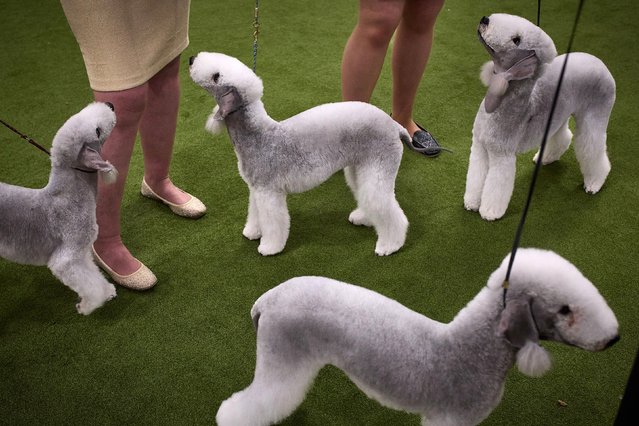Bedlington Terrier dogs look on after a competition during the 149th Annual Westminster Kennel Club Dog Show at Jacob K. Javits Convention Center on February 11, 2025 in New York City. (Photo by Andres Kudacki/Getty Images)