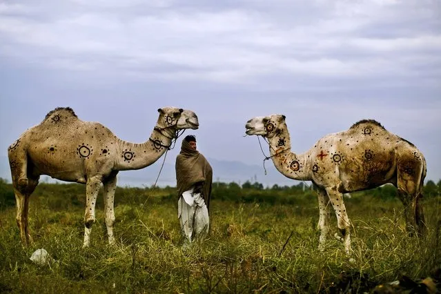 Faqir Zada stands on a roadside on the outskirts of Islamabad, Pakistan, with the camels he is selling for the upcoming Muslim holiday of Eid al-Adha, or “Feast of Sacrifice” October 15, 2012. Faqir says he painted the camels to attract customers. (Photo by Muhammed Muheisen/Associated Press)