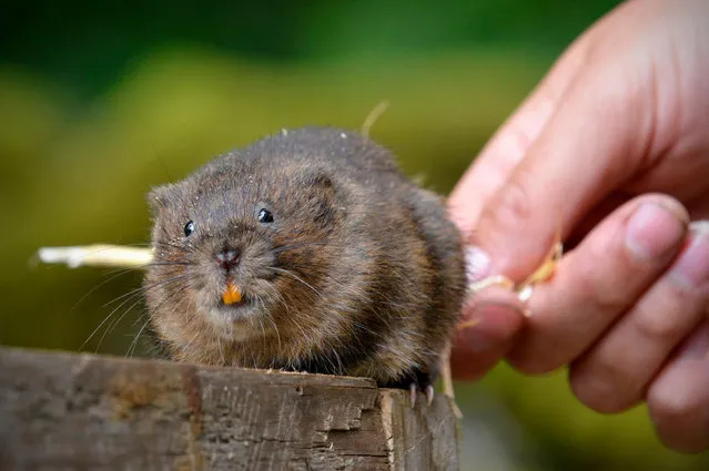 Around 100 water voles are being reintroduced into the National Trust’s Malham Tarn in North Yorkshire this weekend. This is the first time the endangered mammals have been seen in the area for 50 years, since the original colony was wiped out by mink in the 1960s. Once a common sight, water vole numbers have dropped by almost 90% in recent years. (Photo by Richard Rayner/North News & Pictures Ltd for National Trust)