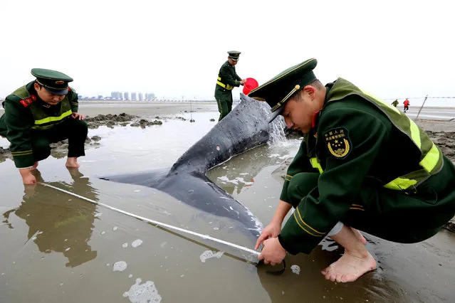 Chinese paramilitary policemen measure a stranded humpback whale on a beach in Qidong, Jiangsu province, China November 15, 2017. (Photo by Reuters/China Stringer Network)