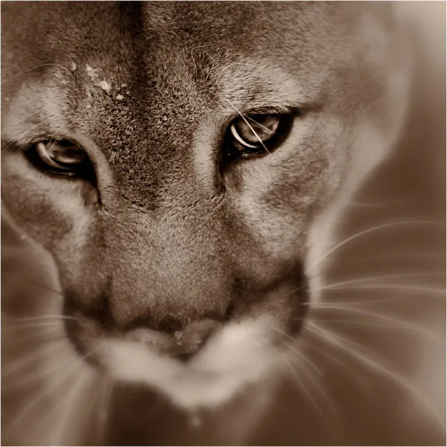 “Eyes”. Adult Male Mountain Lion Study.