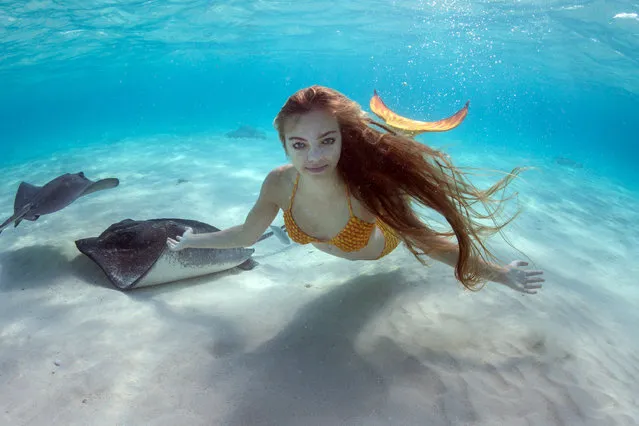 Margaux Maes, 19 swims with stingrays in full Mermaid costume. Maes, 19, donned a brightly coloured mermaid tail as she dived into the crystal clear water to splash around with the rays at sunset. The snaps were taken off the coast of the Cayman Islands on May 16, 2016. (Photo by Ellen Cuylaerts/Caters News Agency)