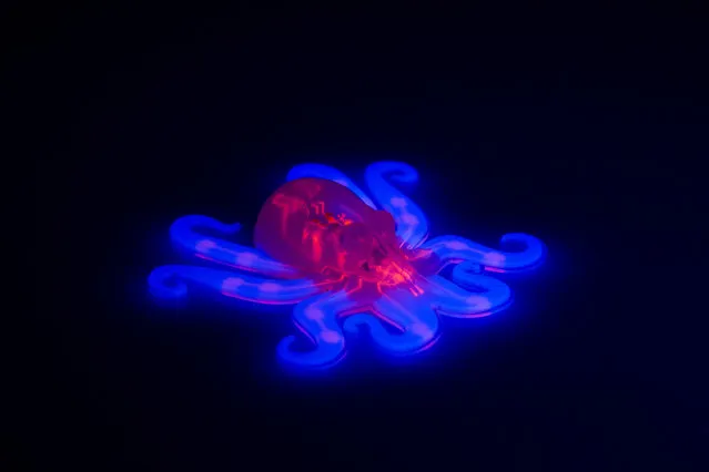 This image provided by Ryan Truby, Michael Wehner, and Lori Sanders, Harvard University, shows the octobot, an entirely soft, autonomous robot. A pneumatic network, red, is embedded within the octobot’s body and hyperelastic actuator arms, blue. The latest revolutionary robot isn’t the hardened costly machine you’d expect: It’s squishy like Silly Putty, wireless, without a battery and is made for pennies by a 3-D printer. Meet Octobot. It looks like a tiny octopus, designed to be mimic that slithery creature to get through cracks and tight places, making it ideal as a rescue robot. (Photo by Ryan Truby/Michael Wehner/Lori Sanders/Harvard University via AP Photo)