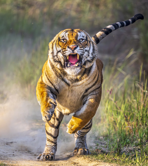 A Royal Bengal Tiger charges directly towards a photographer at the Pilibhit Tiger Reserve in India in March 2025. The species is among the largest wildcats alive at present. (Photo by Anuj Kumar Rawla/Caters News Agency)