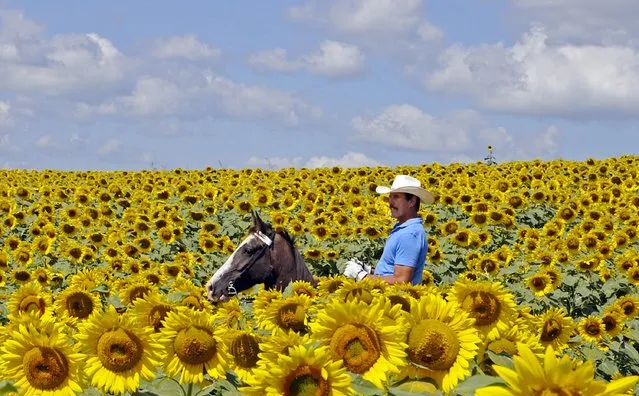 Bob Grutza rides on horseback through his field of sunflowers Tuesday, July 15, 2014 near Maysville, Ky. Grutza has five acres of sunflowers on his property. (Photo by Terry Prather/AP Photo/The Ledger Independent)