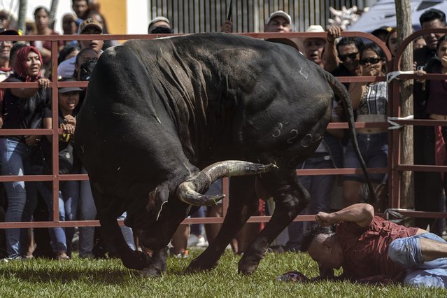 A reveler falls down after provoking a bull during a festival in honor of the Virgin of the Candelaria, in Tlacotalpan, Veracruz State, Mexico, Thursday, February 1, 2024. For nearly a quarter century, the residents have taunted, slapped, chased and run from bulls as part of the religious festival. It is reminiscent, though at a much smaller scale, of the running of the bulls in northern Spain and has continued year after year despite laws banning the mistreatment of animals. (Photo by Felix Marquez/AP Photo)