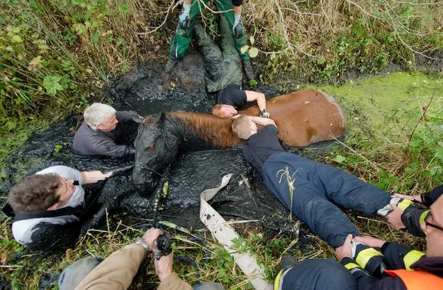 Coachman Norbert Fenske (2-L) and firefighters prepare to rescue horse Emma Ina from a ditch in Hamburg, Germany, 18 October 2014. The four-year-old horse slipped into the ditch in a meadow in the Moorwerder district and had to be pulled out by a tractor. (Photo by Daniel Bockwoldt/EPA)