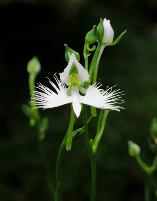 The White Egret Flower - Habenaria Radiata