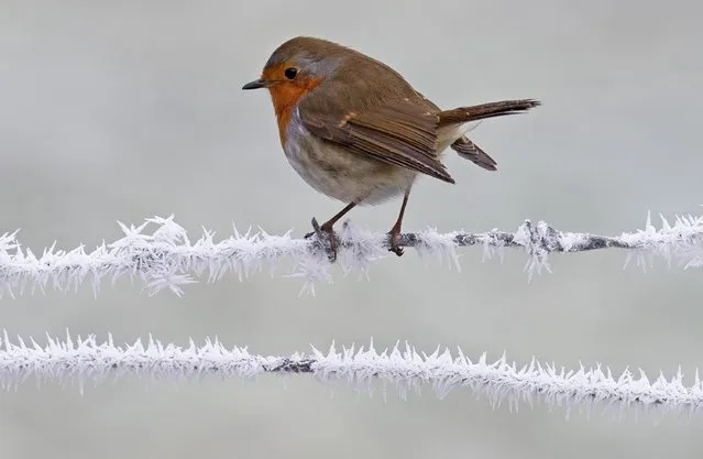A robin finds a perch between ice crystals in Eynsford, Kent on December 10, 2022. The Met Office issued weather warnings of snow, ice and fog across swathes of the country today. (Photo by Grant Falvey/London News Pictures)
