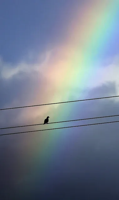 A bird rests on a power line following a thundershower, Tuesday, September 15, 2015, in Hidalgo, Texas. (Photo by Eric Gay/AP Photo)