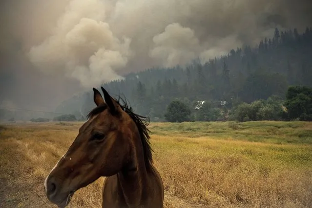 A horse grazes in a pasture as the McKinney Fire burns in Klamath National Forest, Calif., Saturday, July 30, 2022. (Photo by Noah Berger/AP Photo)