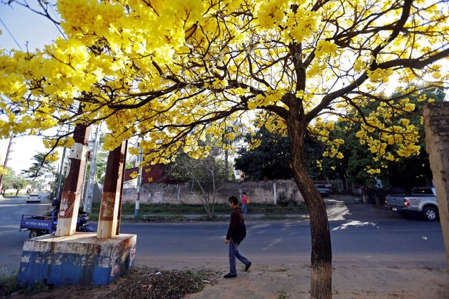 Flowers bloom on a lapacho tree in a residential neighbourhood of Asuncion, Paraguay September 15, 2016. (Photo by Jorge Adorno/Reuters)