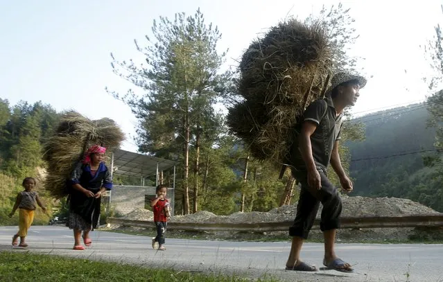 A couple of Hmong ethnic tribe carry rice on their backs while they return home with their children during the harvest season in Mu Cang Chai, northwest of Hanoi October 3, 2015. (Photo by Reuters/Kham)