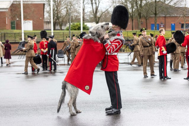 3 year-old Irish Wolfhound Seamus, Irish Guards mascot, and his handler Drummer Ashley Dean following the Irish Guards Parade for St Patrick's Day at Mons Barracks in Aldershot, south-west of London, on March 17, 2024. (Photo by Richard Pohle/The Times)