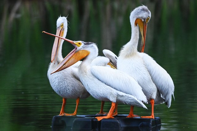 Four American white pelicans sit on a rock in a pond at a public park in Edmonton, Alberta, Canada, on June 19, 2025. American white pelicans visit Alberta during their spring to fall mating season before migrating south to coastal estuaries, lakes, and rivers along the Pacific and Gulf of Mexico. (Photo by Artur Widak/NurPhoto/Rex Features/Shutterstock)