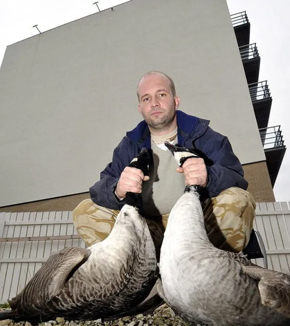 Geese VS Wall