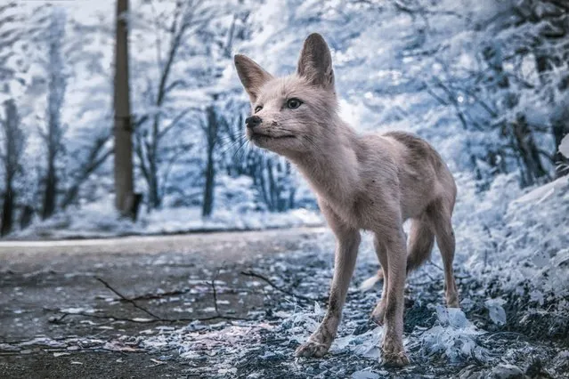 Simon – a friendly fox, who often approaches tourists in the exclusion zone, asking for food. (Photo by Vladimir Mitgutin/Caters News Agency)