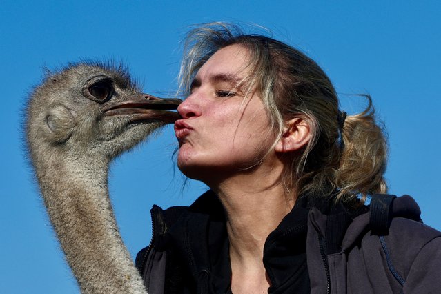 Belgian Wendy Adriaens, the founder of De Passiehoeve, an animal rescue farm where animals support people with autism, depression, anxiety, or drug problems, offers a hug to Blondie, a 6-year-old female ostrich at Passiehoeve farm, in Kalmthout, Belgium on March 8, 2024. (Photo by Yves Herman/Reuters)