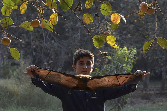 A worker holds a bat after catching it while feeding at a persimmon orchard in Peshawar, Pakistan on October 12, 2020.  (Photo by Abdul Majeed/AFP Photo)