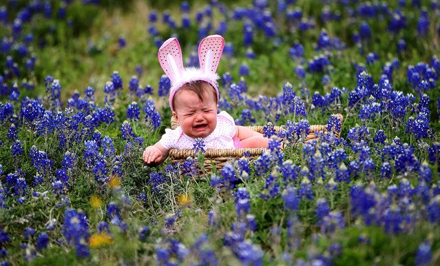9-months-old Jaycee Philen cries as she gets her photo taken by her mom, Jamie Philen, in the blue bonnets near Chappell Hill, Texas, on March 28, 2013. (Photo by Karen Warren/Houston Chronicle)