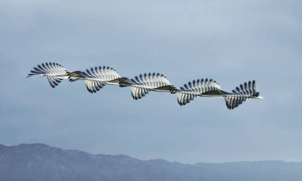 Flight Paths of Birds