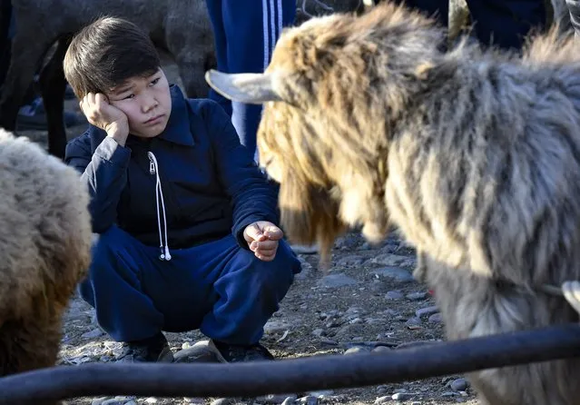 A Kyrgyz boy looks sad at a goat for sale at the Moscow market in Belovodskoye village, about 45 kilometers (28 miles) southwest of Bishkek, Kyrgyzstan, Sunday, October 18, 2020. Kyrgyzstan, one of the poorest countries to emerge from the former Soviet Union, where political turmoil has prompted many people to have little respect for authorities, whom they see as deeply corrupt. (Photo by Vladimir Voronin/AP Photo)