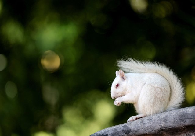 An albino squirrel stands out against the greenery in the Company’s Garden in Cape Town, South Africa, on September 24, 2025. (Photo by Esa Alexander/Reuters)