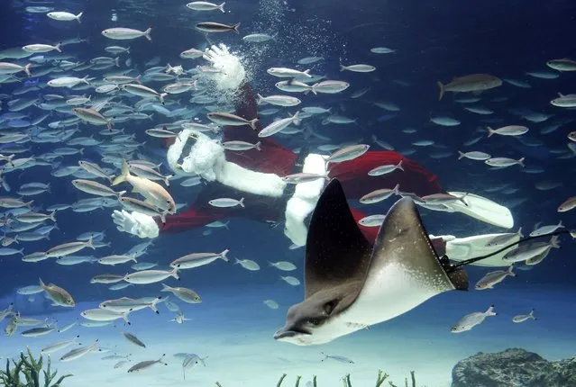 A diver dressed in a Santa Claus costume swims with fish at the Sunshine Aquarium in Tokyo December 9, 2014. (Photo by Toru Hanai/Reuters)