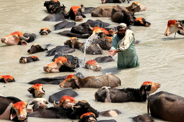 A herder cools off his cattle in a river during a hot day in Peshawar, Pakistan, 16 September 2025. (Photo by Bilawal Arbab/EPA)