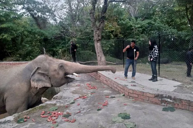 American Iconic singer and actress Cher (R) visits the elephant named “Kaavan” at Maragzar zoo in Islamabad, Pakistan, 28 November 2020. Music icon singer and actress Cher arrived in Pakistan on Friday 27 November to celebrate the departure of Kaavan, dubbed the “world's loneliest elephant”, who will soon leave a Pakistani zoo for better conditions after years of lobbying by animal rights groups and activists. (Photo by Sohail Shahzad/EPA/EFE)