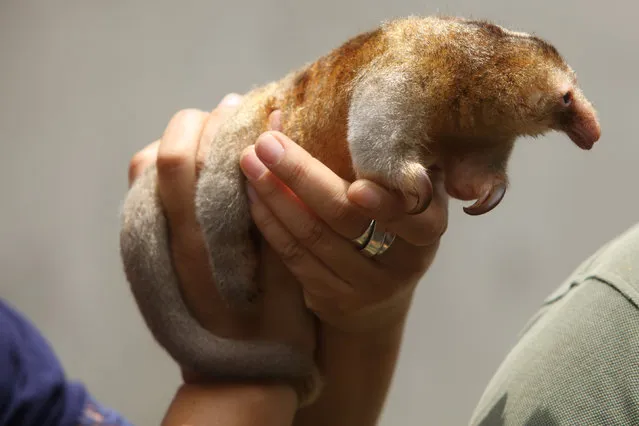 A veterinarian holds Freddy, a pygmy anteater, at the Huachipa zoo during a press presentation in Lima, Peru October 20, 2016. (Photo by Guadalupe Pardo/Reuters)