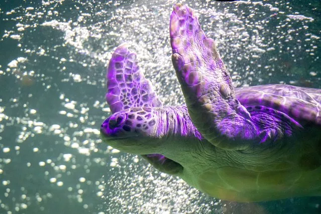 Phoenix, a 23-year-old giant green Sea Turtle, swims in the aquarium after being cleaned and weighed at SEA LIFE Blackpool ahead of World Turtle Day on the 23rd May, on May 16, 2022 in Blackpool, United Kingdom. Born into captivity and bred specifically for food in Asia, Phoenix was rescued from the Cayman Islands as part of SEA LIFE Blackpool’s popular “breed, rescue, protect” programme in 2019. (Photo by Anthony Devlin/Getty Images)