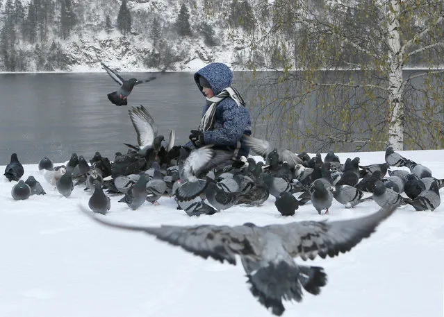 A boy feeds pigeons on a snow covered embankment of the Yenisei River in the Siberian town of Divnogorsk, Russia, October 27, 2016. (Photo by Ilya Naymushin/Reuters)