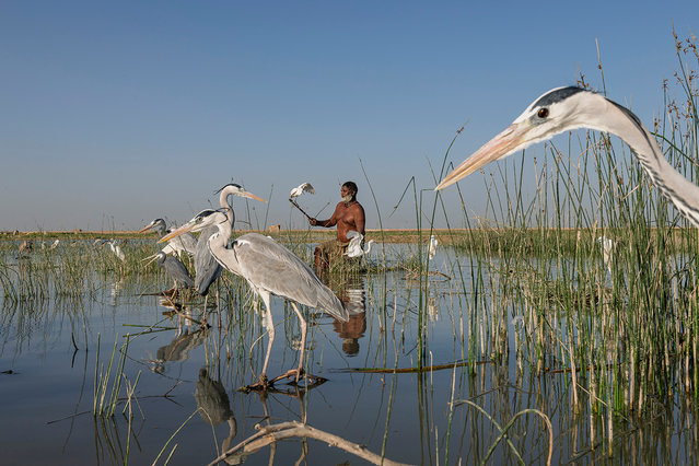 A Mohana hunter holds a branch with a living bird tethered to the end, which he uses as a decoy to trap wild birds in the first decade of December 2025. The caught birds are either sold at the market or used as food for the family. The Mohana people once thrived on Lake Manchar in Pakistan’s Sindh province, but pollution and drought have caused the fragile ecosystem to collapse, along with their way of life. (Photo by Guillaume Petermann)