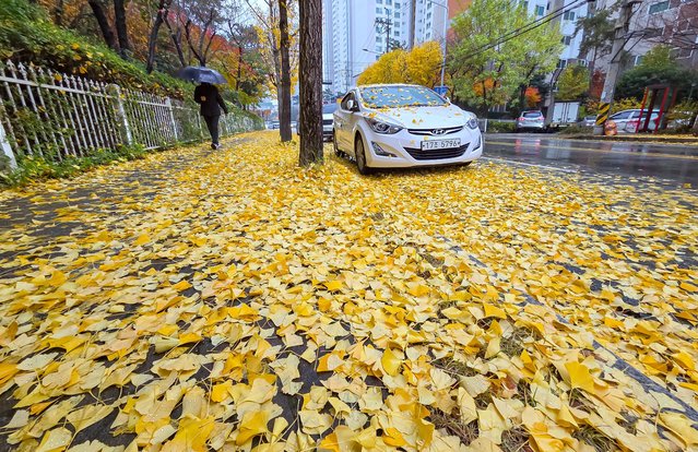 On the morning of the November 25, 2025, autumn rain, urging winter's arrival, fell in a residential area in Unam-dong, Gwangju. A citizen with an umbrella walks down a street covered in fallen yellow ginkgo leaves. (Photo by Kim Young-geun)