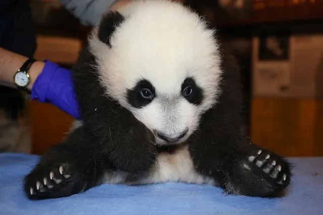 This image obtained December 2, 2015 from the Smithsonian's National Zoo in Washington, DC shows Giant panda cub Bei Bei during a checkup on November 12. Bei Bei will make his public debut on January 16, 2016. (Photo by Tallie Wiles/AFP Photo/Smithsonian's National Zoo)