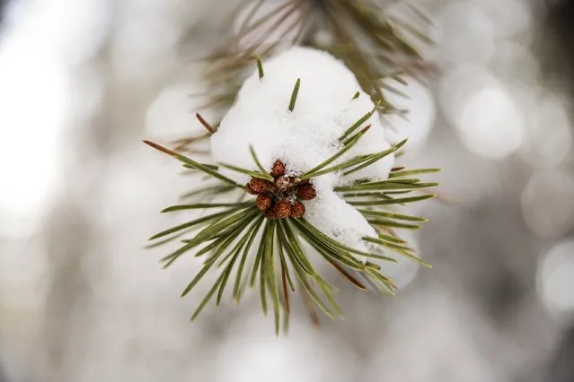 A snow-encrusted pine tree branch tip is seen near Norden, California, December 5, 2015. (Photo by Max Whittaker/Reuters)