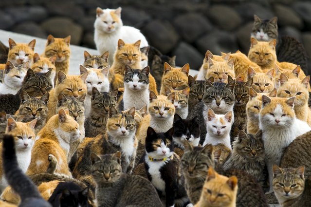 Cats crowd the harbour on Aoshima Island in the Ehime prefecture in Japan February 25, 2015. (Photo by Thomas Peter/Reuters)
