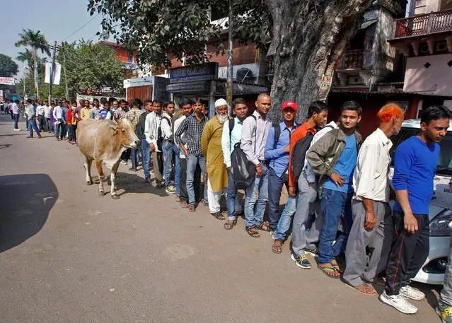 A cow stands beside a queue of people waiting to exchange their old high denomination banknotes outside a bank in Allahabad, India, November 15, 2016. (Photo by Jitendra Prakash/Reuters)