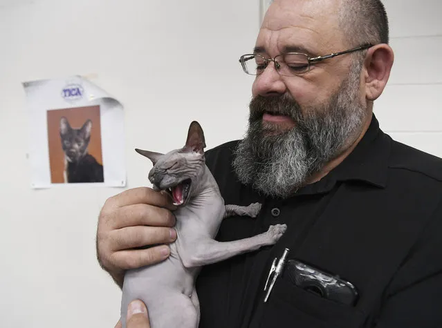 Harold Koehn from Inland, Kanas, holds Gemma, an 8-month-old Donskoy cat during the TICA World of Cats show at the Denver County Fair on the National Western Stock Show grounds July 14, 2018. (Photo by Andy Cross/The Denver Post)