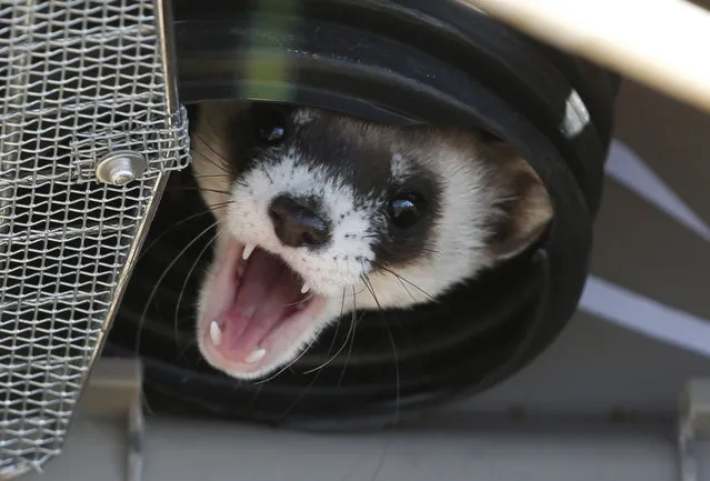 In this Monday, October 5, 2015, photo, a black-footed ferret belts out warning during a release of 30 ferrets by the U.S. Fish and Wildlife Service at the Rocky Mountain Arsenal National Wildlife Refuge in Commerce City, Colo. Dozens of slinky, ferocious and rare ferrets are settling in and making babies at a wildlife refuge outside Denver one year after they were released there. (Photo by David Zalubowski/AP Photo)