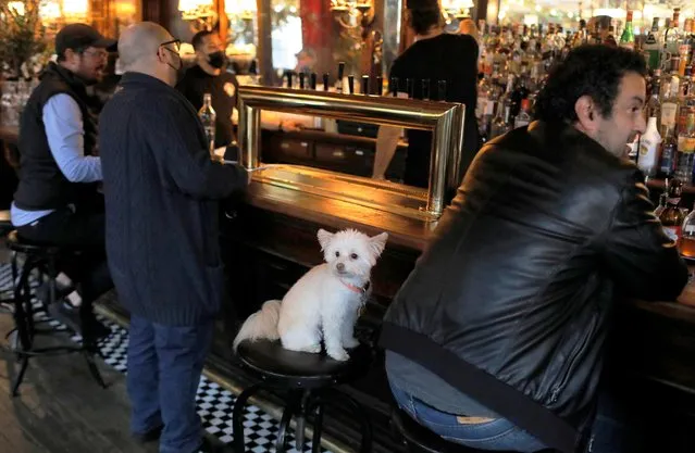 Sally, a Havanese Pomeranian mix aged 5, sits at the bar with her owner Matt Friedlander, 39, of New York City at the White Horse Tavern (est. 1880) as restrictions eased on indoor drinking in bars, allowing seating at the bar, during the outbreak of the coronavirus disease (COVID-19) in Manhattan, New York City, New York, U.S., May 3, 2021. (Photo by Andrew Kelly/Reuters)